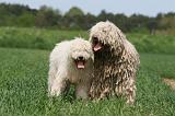 KOMONDOR 042